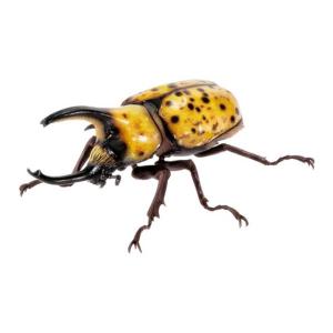 ヘラクレス・リッキー（オレンジ・新色）】いきもの大図鑑 かぶとむし