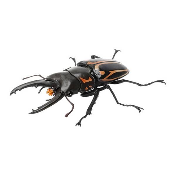 【ゼブラノコギリクワガタ（改）】いきもの大図鑑 くわがた07