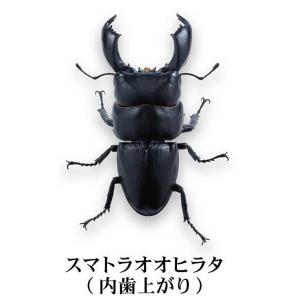 エラフスホソアカクワガタ（メタリックグリーン）】いきもの大図鑑