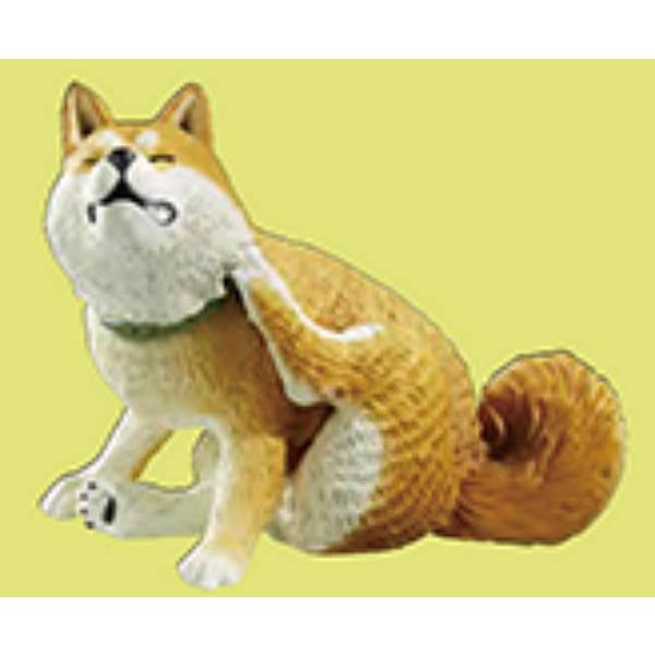 【柴犬】カイカイ