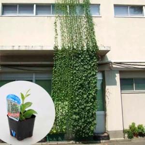 野菜苗 緑のカーテン グリーンカーテン 食べれる 新食感 つる性 カネコ種苗 ぬるっぱ の最安値 価格比較 送料無料検索 Yahoo ショッピング