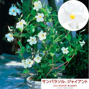 予約販売 花苗 夏の花 暑さに強い つる性 育てやすい サンパラソル ｒ ジャイアント ホワイト ｐｖｐ登録品種名 サンマンデホ １０ ５ｃｍｐ Leafs ヤフー店 通販 Yahoo ショッピング