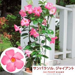 サンパラソルの育て方の商品一覧 通販 Yahoo ショッピング