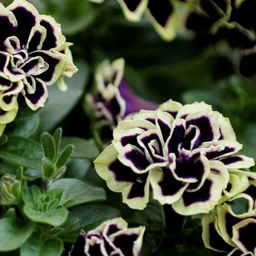 M&amp;Bフローラ ペチュニア 花衣 はなごろも 黒真珠 10.5cmポット　花苗 寄せ植え ハンギング...