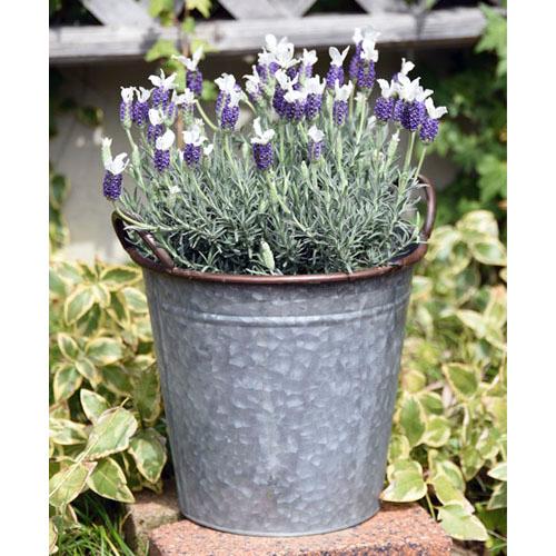 【訳あり】H2O 6505アンティークバスケットM オシャレ ブリキ アンティーク バスケット 鉢カ...