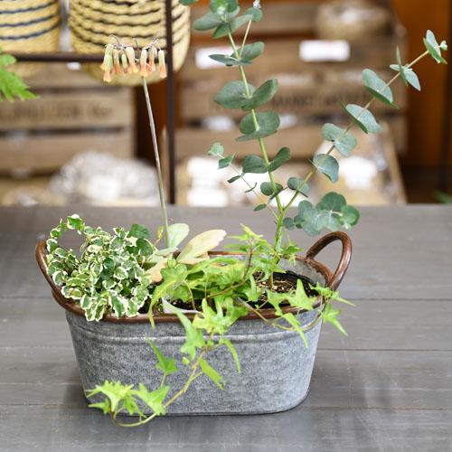 【訳あり】H2O 6513 アンティークオーバル M オシャレ ブリキ アンティーク バスケット 鉢...