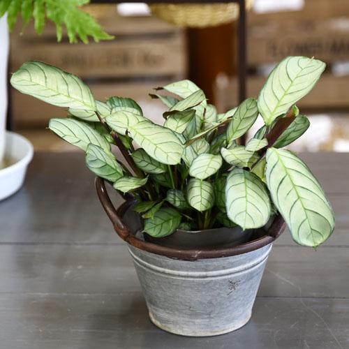 【訳あり】H2O 6518 アンティークサークル M オシャレ ブリキ アンティーク バスケット 鉢...