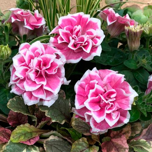 M&amp;Bフローラ ペチュニア  花衣 はなごろも 紅水晶 10.5cmポット　花苗 寄せ植え ハンギン...