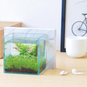 アクアリウム スマホ再利用 インテリア 栽培セット 聖新陶芸 育てる水草 アクアスマホリウム