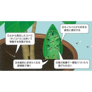 コバエ取り コバエホイホイ 観葉植物 植木鉢 ...の詳細画像2
