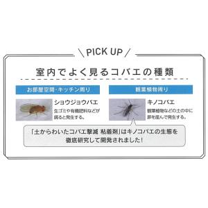 コバエ取り コバエホイホイ 観葉植物 植木鉢 ...の詳細画像3