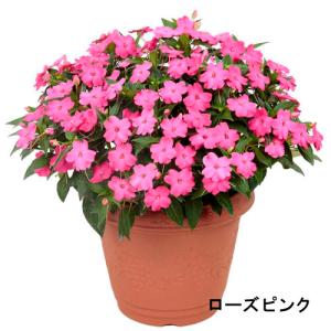 庭木苗 ユッカ グロリオサ(アツバキミガヨラン) 苗 4号ロング硬質