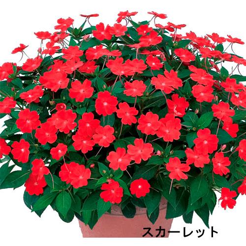 サカタのタネ　サンパチェンス(R) スカーレット(PVP) 10.5cm　春・夏 花苗 花壇 育てや...