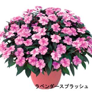 庭木苗 ユッカ グロリオサ(アツバキミガヨラン) 苗 4号ロング硬質