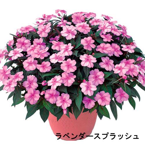 【予約販売】サカタのタネ サンパチェンス(R) ラベンダースプラッシュ(PVP) 10.5cmポット...