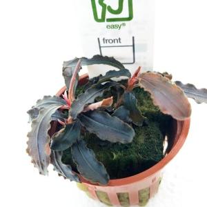 ブセファランドラsp クダガン アクアリウム用水草 の商品一覧 熱帯魚 アクアリウム用品 ペット用品 生き物 通販 Yahoo ショッピング