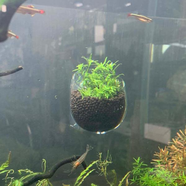水草育成ポット 吸盤付き ハンドメイドガラス 観葉植物 インテリア ガラス面 水草ストック グラスポ...