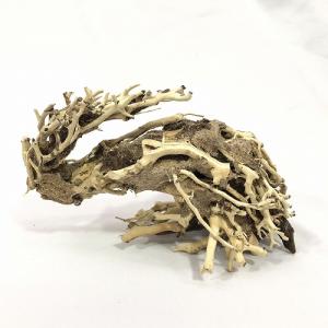 カミハタ 水景BONSAI 榕樹（ガジュマル） Lサイズ 流木 活着