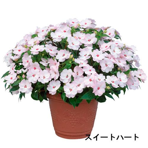 サカタのタネ　サンパチェンス(R) スイートハート(品種登録出願中) 10.5cm　春・夏 花苗 花...