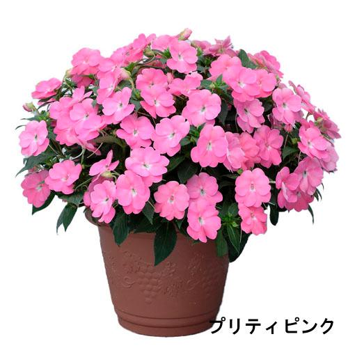 サカタのタネ　サンパチェンス(R) プリティピンク(品種登録出願中) 10.5cmp　春・夏 花苗 ...