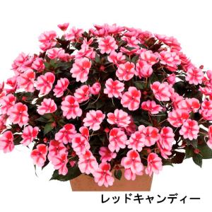 庭木苗 ユッカ グロリオサ(アツバキミガヨラン) 苗 4号ロング硬質