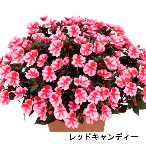 サカタのタネ　サンパチェンス(R) レッドキャンディー(品種登録出願中) 10.5cm　春・夏 花苗...