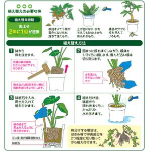 用土 花ごころ 三つ星室内観葉植物の土 10L...の詳細画像2