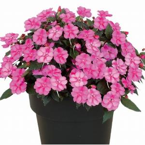 サカタのタネ サンパチェンス(R) パープルキャンディー PVP 10.5cm　春・夏 花苗 花壇 育てやすい 初心者 紫色 桃色 2024新品種｜LEAFS ヤフー店