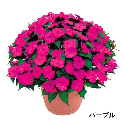【予約販売】花苗 サカタのタネ サンパチェンス(R) パープル ver.2(品種登録出願中) 10....