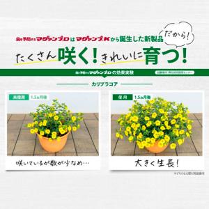 ハイポネックス マグァンプD 500g 殺虫剤...の詳細画像2