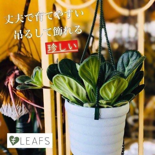 観葉植物 吊り下げ　プリムリナ リトルドラゴン 3号吊り鉢※株小さめ(個体おまかせ1鉢)　花鉢 オシ...