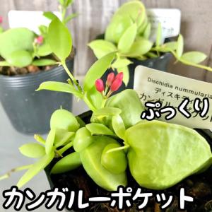 観葉植物　ディスキディア カンガルーポケット 2号　インテリア 可愛い かわいい 室内園芸 ピンク｜LEAFS ヤフー店