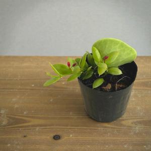 ディスキディア カンガルーポケット 2号(おま...の詳細画像5