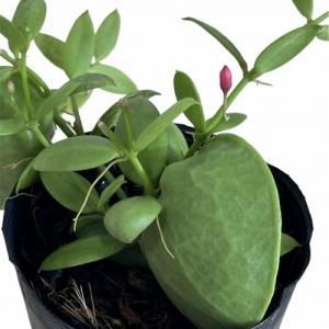 ディスキディア カンガルーポケット 2号(おま...の詳細画像1