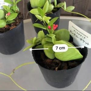 ディスキディア カンガルーポケット 2号(おま...の詳細画像4