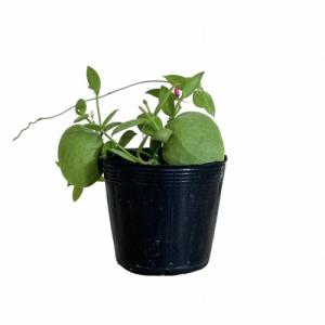 ディスキディア カンガルーポケット 2号(おま...の詳細画像2