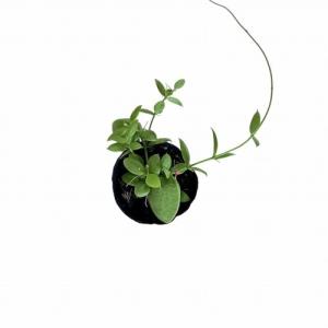 ディスキディア カンガルーポケット 2号(おま...の詳細画像3