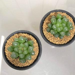 多肉植物 ハオルチア オブツーサ トゥルンカー...の詳細画像1