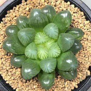 多肉植物 ハオルチア オブツーサ トゥルンカー...の詳細画像4