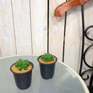 多肉植物 ハオルチア オブツーサ トゥルンカー...の詳細画像2