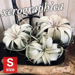 エアープランツ チランジア　キセログラフィカ 双頭　観葉植物　レア キセログラフィカ(本物) SSサイズ(形状おまかせ1株) エアプランツ