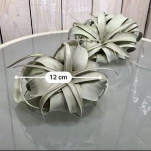 キセログラフィカ(本物) Sサイズ(形状おまか...の詳細画像3