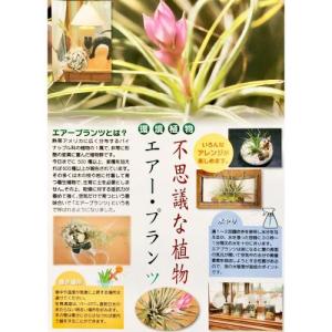 キセログラフィカ(本物) Sサイズ(形状おまか...の詳細画像5