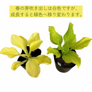 【現状緑葉・葉傷みあり】ホスタ ホワイトフェザ...の詳細画像4