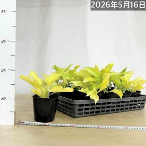 【現状緑葉・葉傷みあり】ホスタ ホワイトフェザ...の詳細画像5