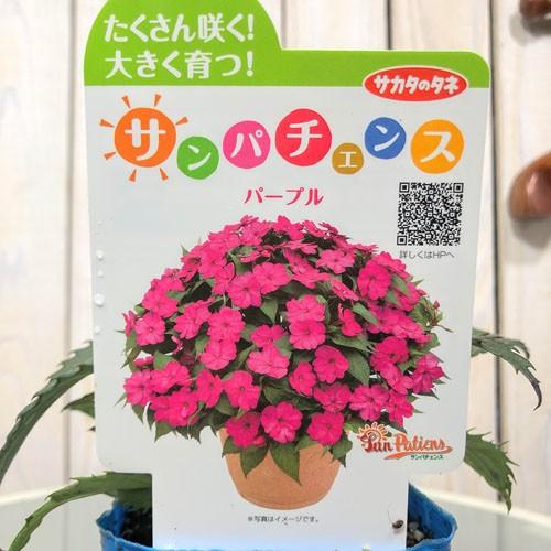 サカタのタネ サンパチェンス パープル 3.5号ポット　植物花苗 サカタのタネ インパチェンス 育て...