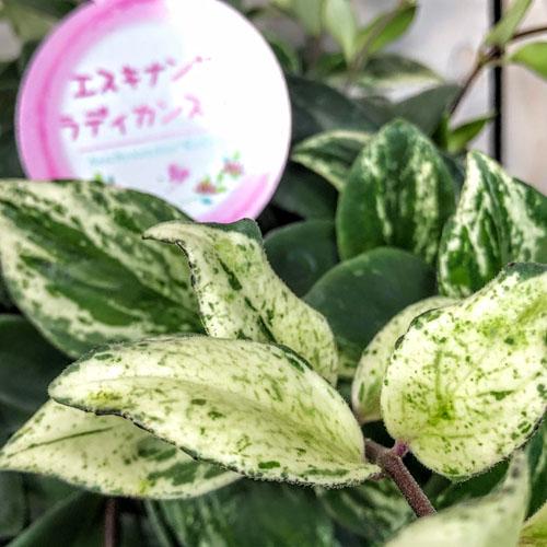 斑入りエスキナンサス ラディカンス バリエガータ(白斑) 5号吊り鉢(個体おまかせ1鉢)※葉傷みあり...