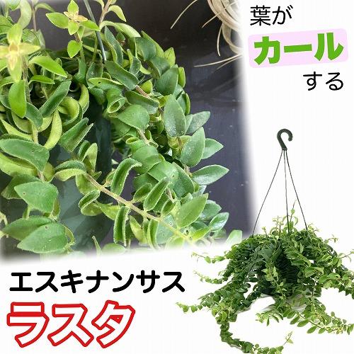 観葉植物 吊り下げ　エスキナンサス ラスタ 5号底面給水吊り鉢　 ハンキング インテリア 室内 葉が...