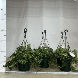 観葉植物 吊り下げ エスキナンサス ラスタ 5...の詳細画像5