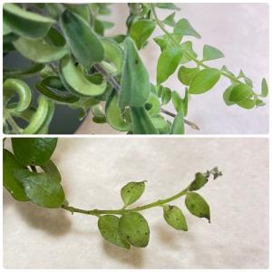 観葉植物 吊り下げ エスキナンサス ラスタ 5...の詳細画像4